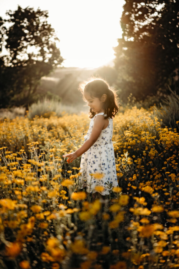 A toddler sneaks away from her moms maternity session and plays in vibrant yellow wildflowers. the sun is shining behind her