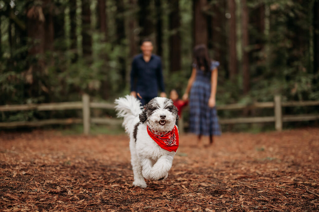 fluffy dog in red bandana runs toward camera as his family walks among the redwood forest in lafayette area